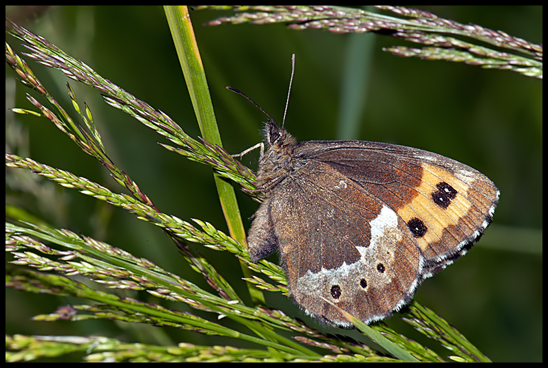 Erebia ligea  Linneus 1758
